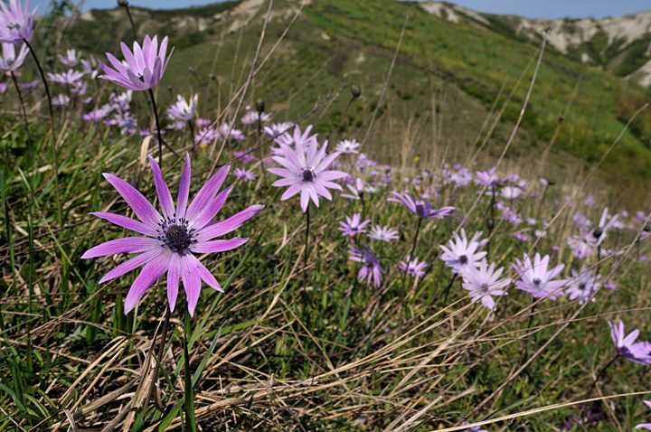 Anemone hortensis