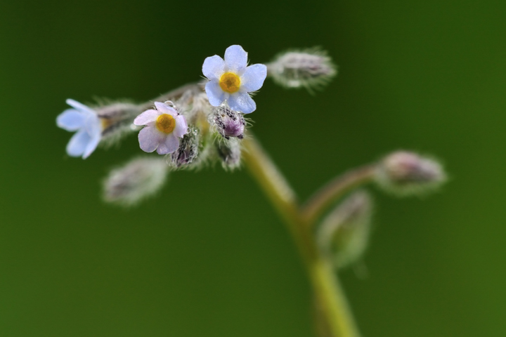 Myosotis discolor /  Myosotis discolore