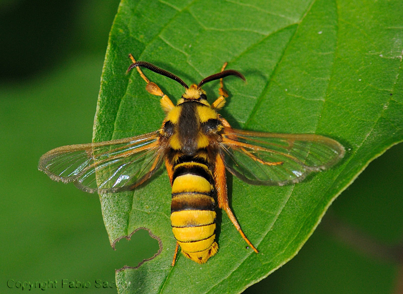 Sesia apiformis