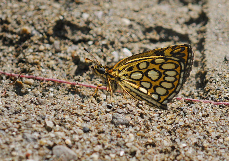 Heteropterus morpheus