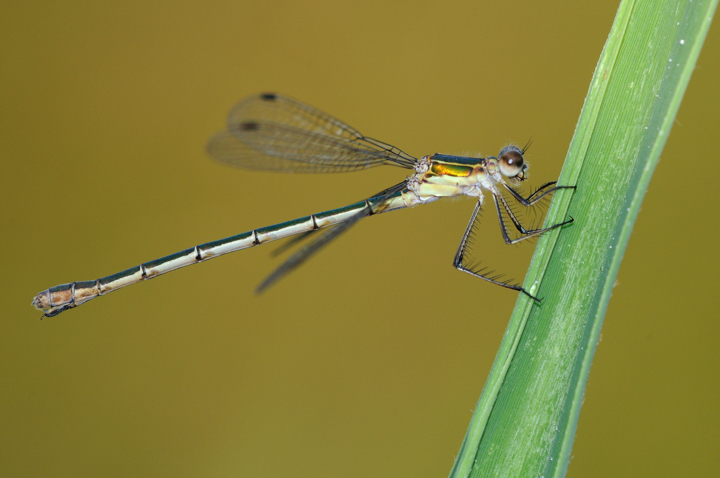 Lestes sponsa femmina