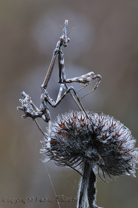 Empusa pennata femmina