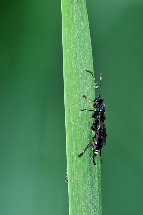 Sphecidae??? no, Ichneumonidae sf. Cryptinae