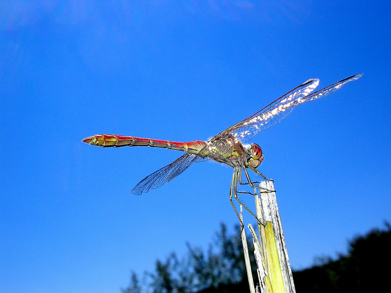 Sympetrum meridionale ?