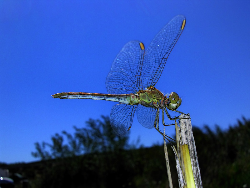 Sympetrum meridionale ?