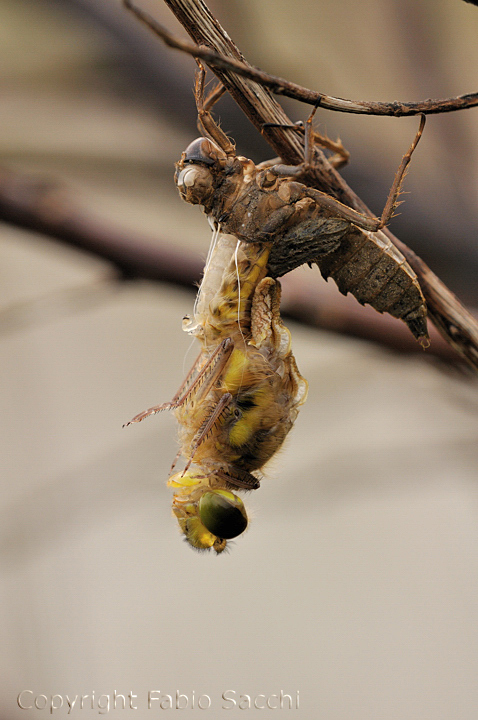 Sfarfallamento Libellula quadrimaculata