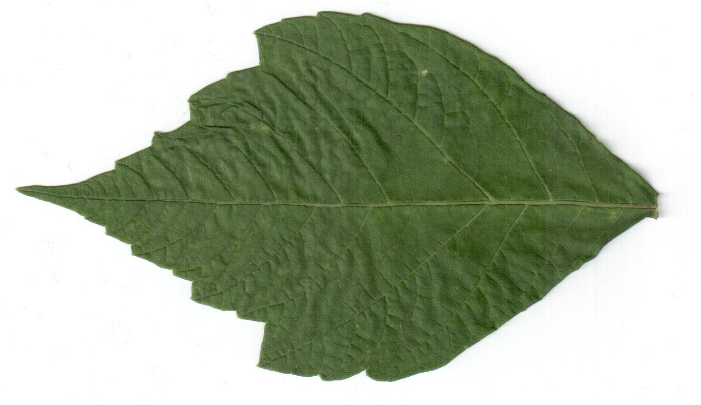 Betula pendula Roth / Betulla verrucosa