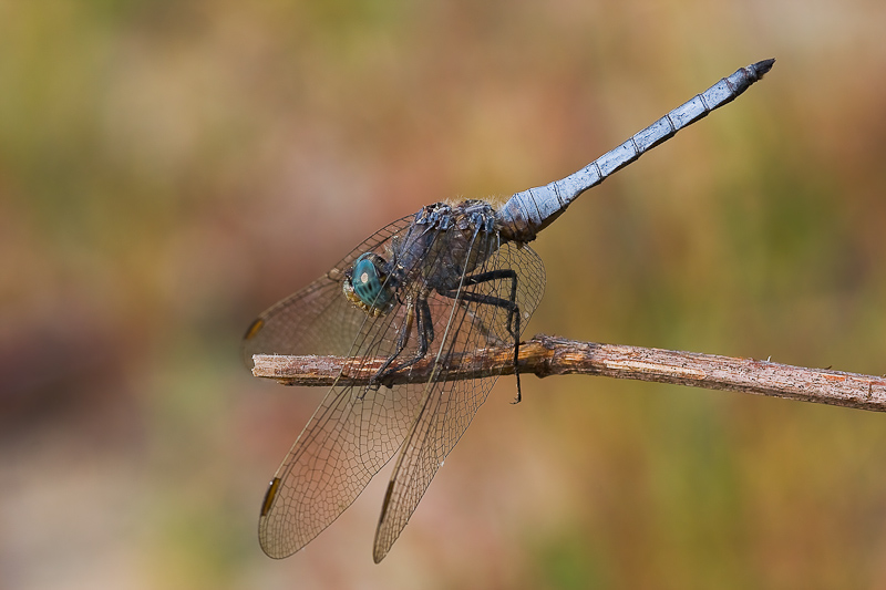 Orthetrum coerulescens maschio?