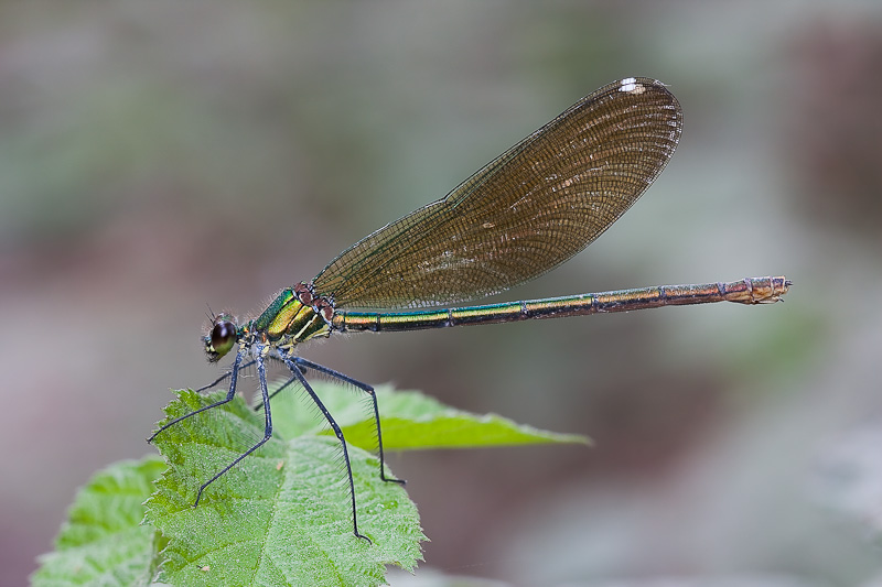 Identificazione femmina di Calopteryx