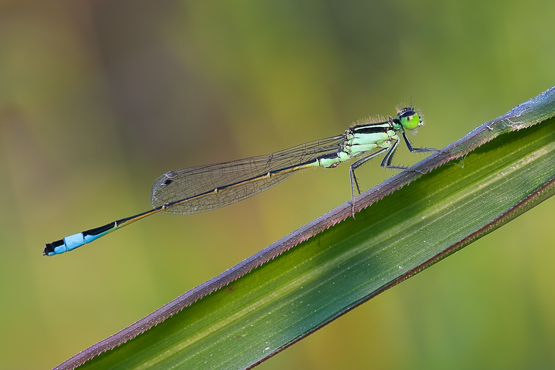 Ischnura elegans maschio