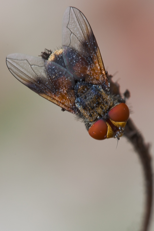 Ectophasia crassipennis F (Tachinidae)
