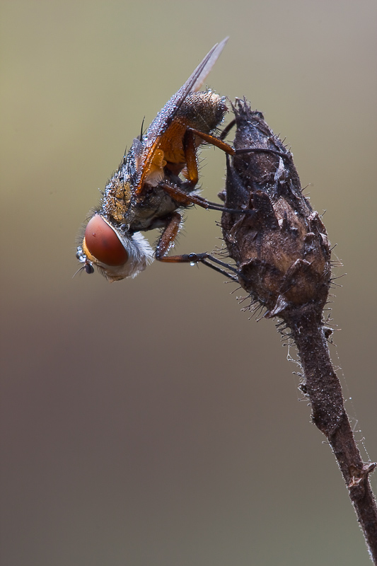 Ectophasia crassipennis F (Tachinidae)