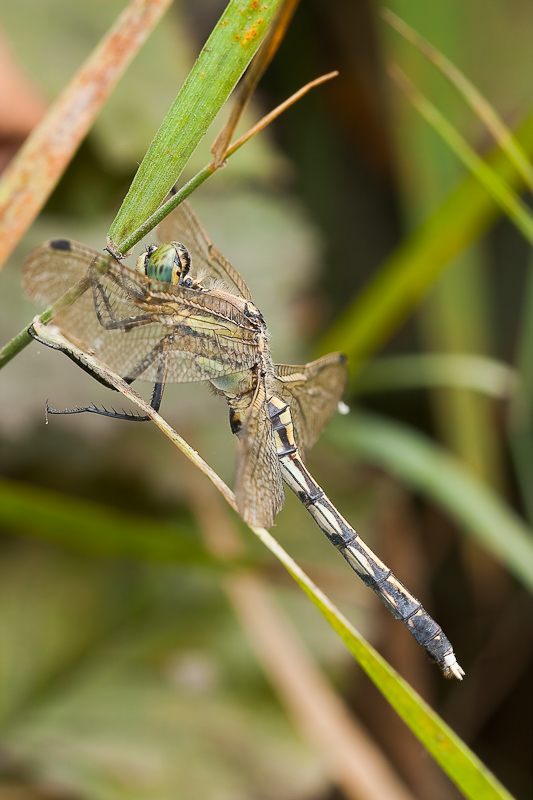 Orthetrum albistylum femmina