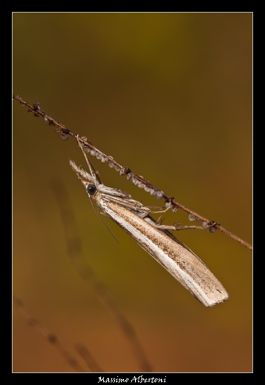 Agriphila... aiuto per identificazione!
