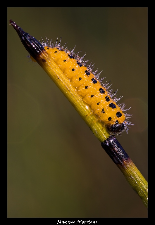 Identificazione bruco di Symphita