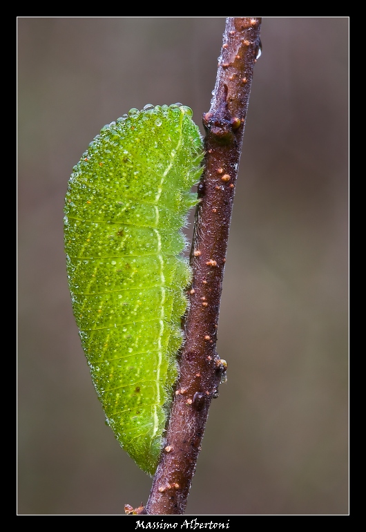 bruco di Iphiclides podalirius
