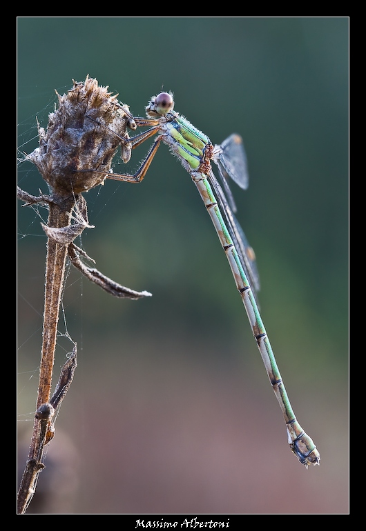 Chalcolestes viridis
