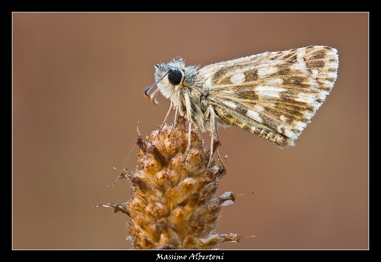 Identificazione Hesperiidae