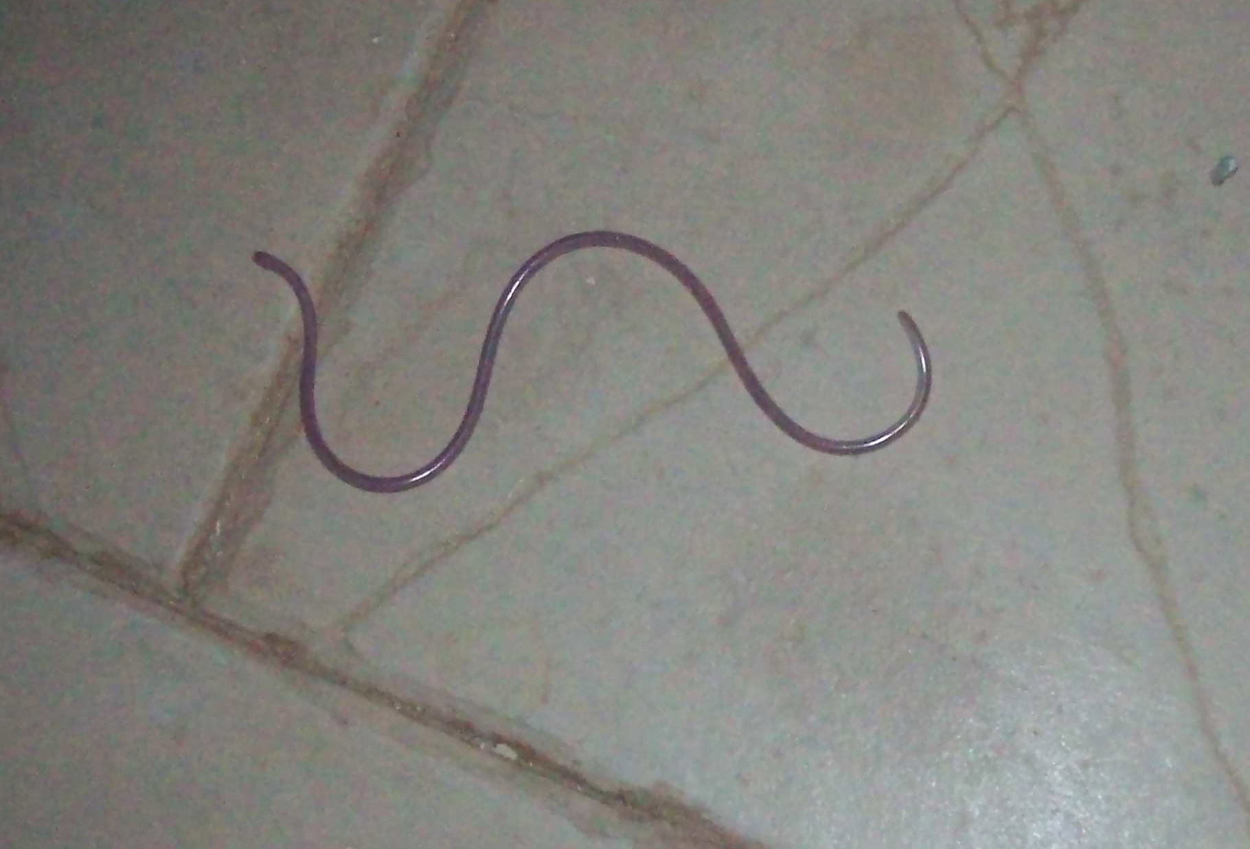 rettile non identificato