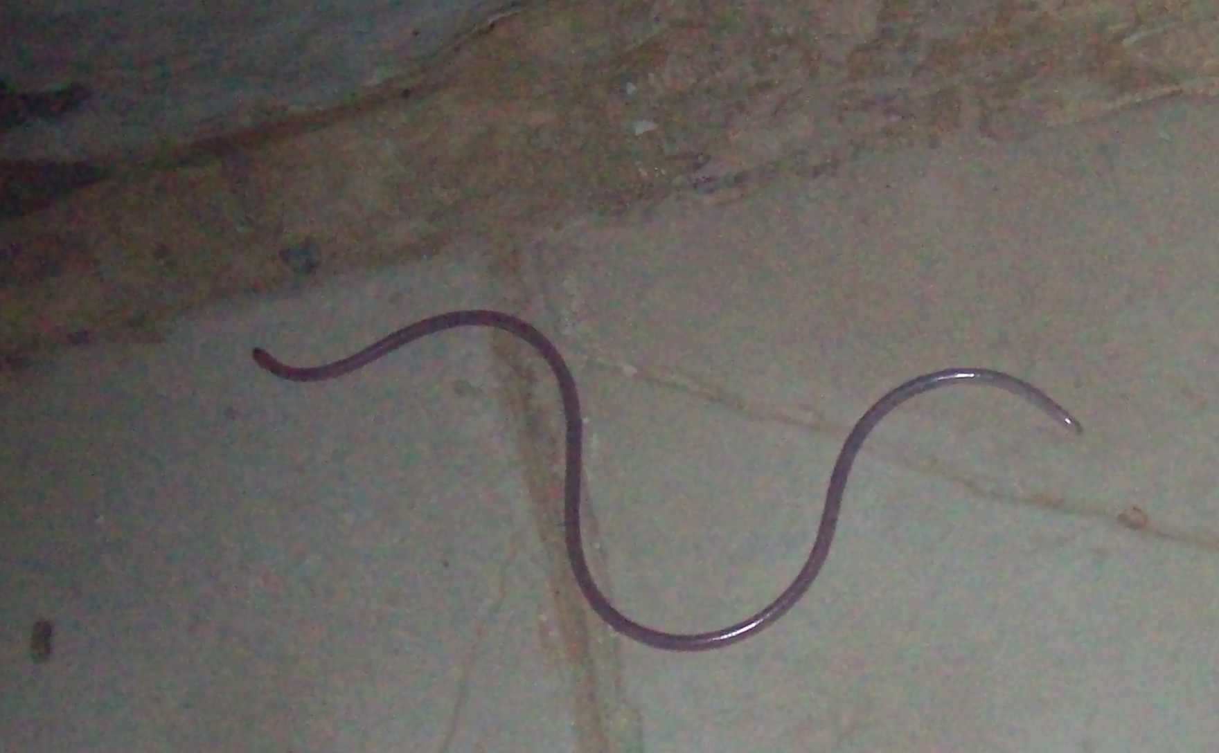 rettile non identificato