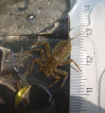 Ninfe di Epeorus sp.