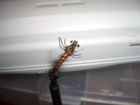 Ninfe di Epeorus sp.
