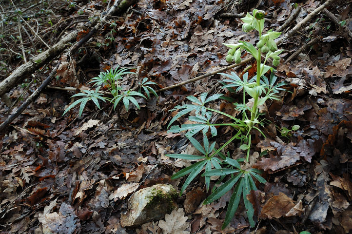 Che elleboro ? Helleborus foetidus