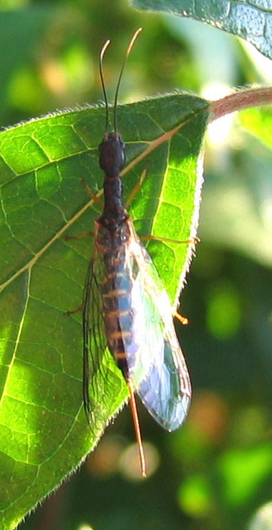 Rafidiottero (Parainocellia bicolor) e mecottero (Panorpa)