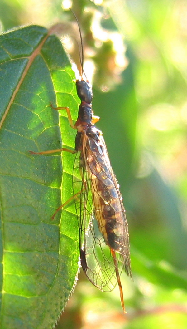 Rafidiottero (Parainocellia bicolor) e mecottero (Panorpa)