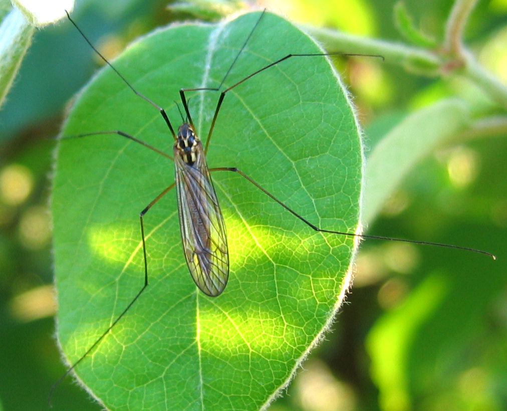 Tipule