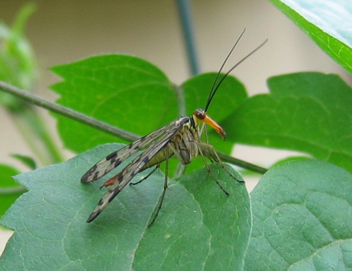 Rafidiottero (Parainocellia bicolor) e mecottero (Panorpa)