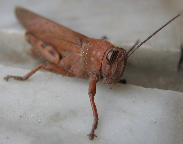 cavalletta 