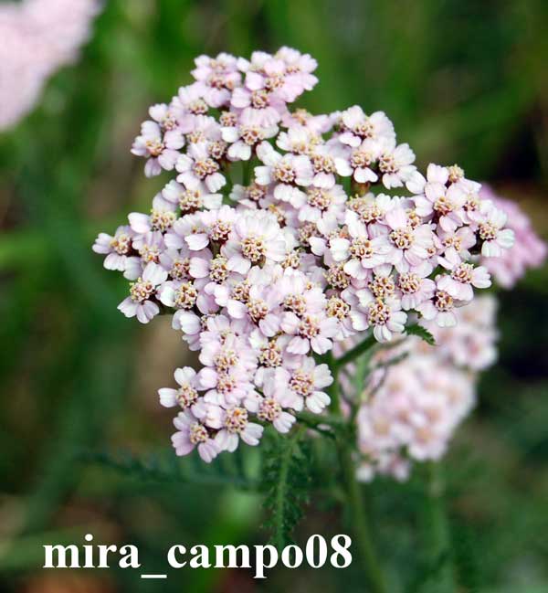 Achillea millefolium