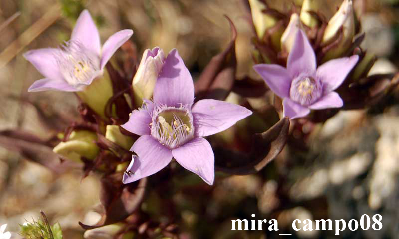 Gentianella?