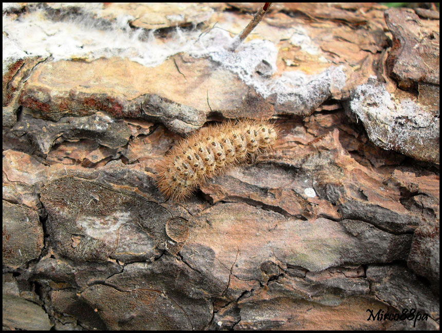 identificazione. - Cymbalophora pudica