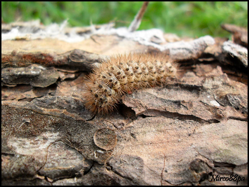 identificazione. - Cymbalophora pudica