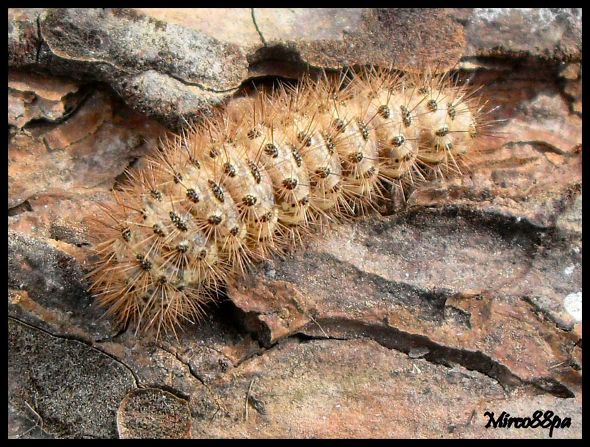 identificazione. - Cymbalophora pudica