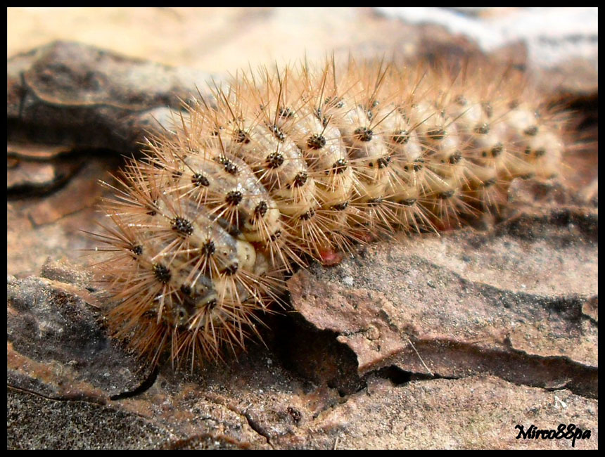 identificazione. - Cymbalophora pudica