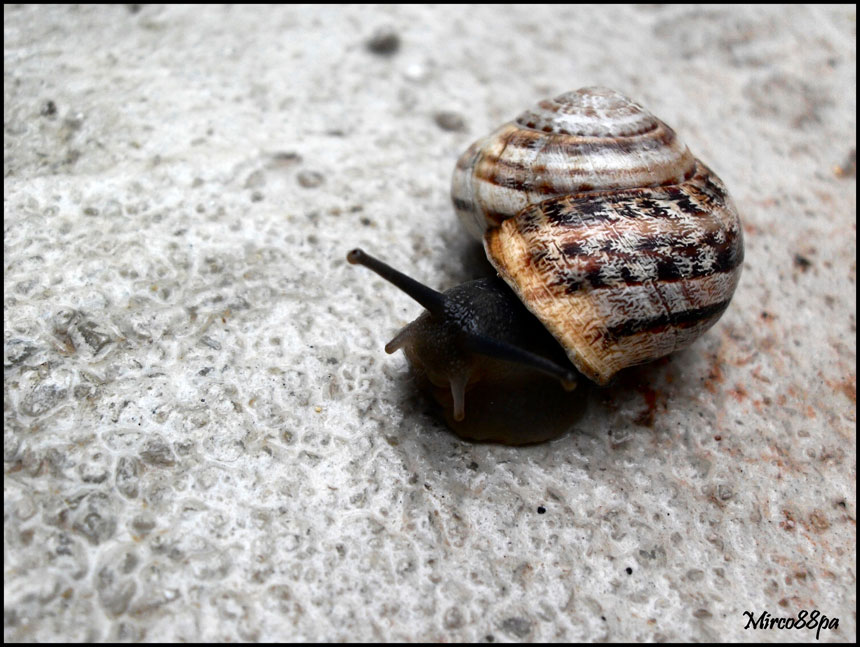 Altavilla milicia (Palermo)