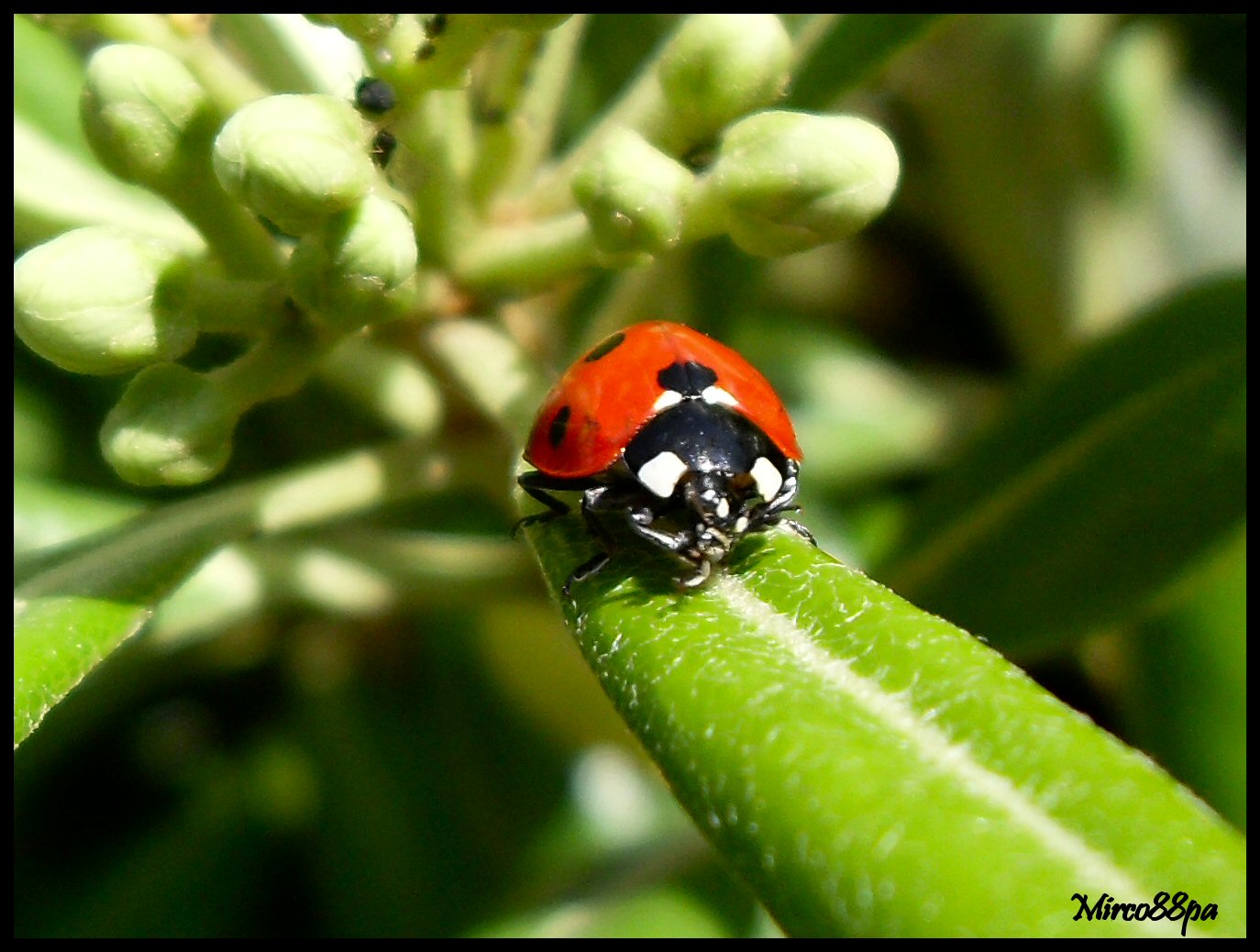 Coccinella... septempunctata