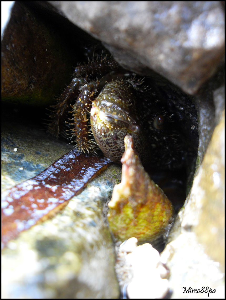 Eriphia verrucosa
