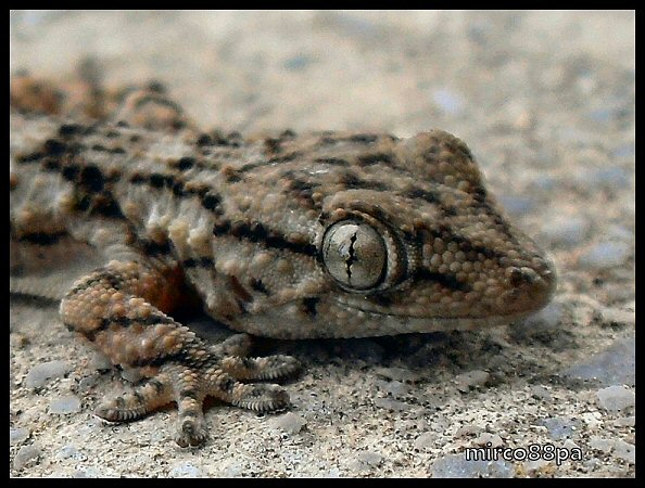 tarentula mauritanica