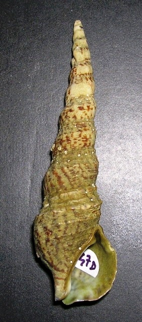 Cerithium lividulum e repandanum