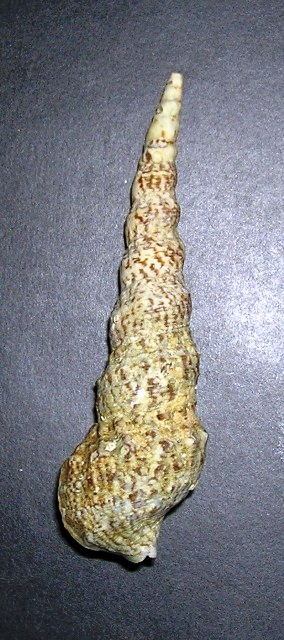 Cerithium lividulum e repandanum