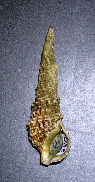 Cerithium lividulum e repandanum