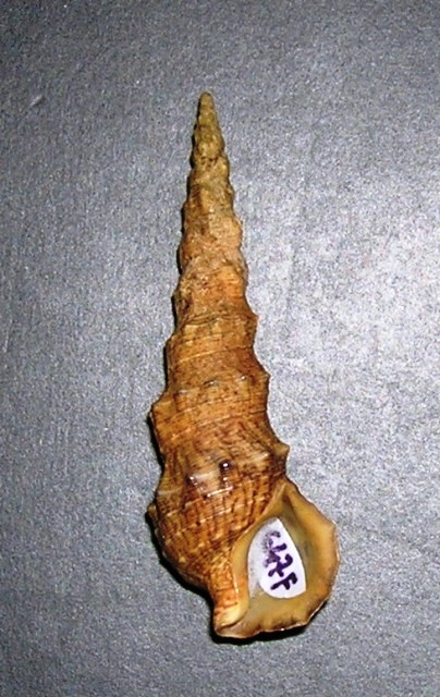 Cerithium lividulum e repandanum