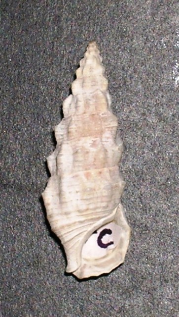 Cerithium lividulum e repandanum