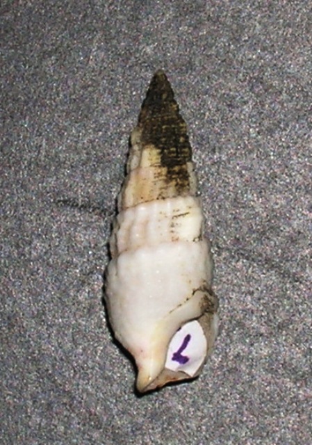 Cerithium lividulum e repandanum