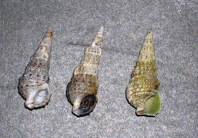 Cerithium lividulum e repandanum