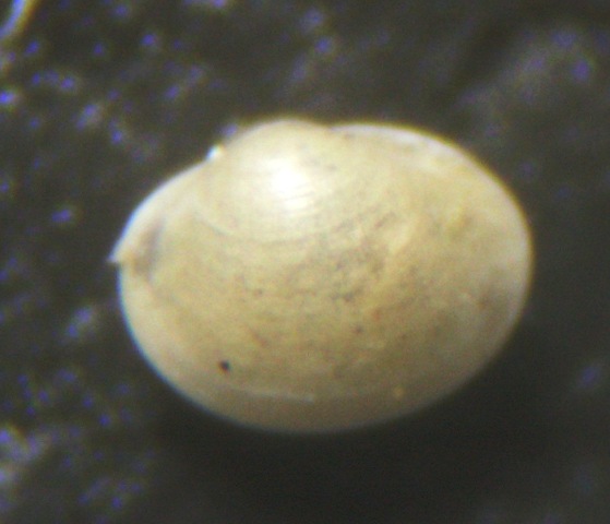 Microgloma sp.